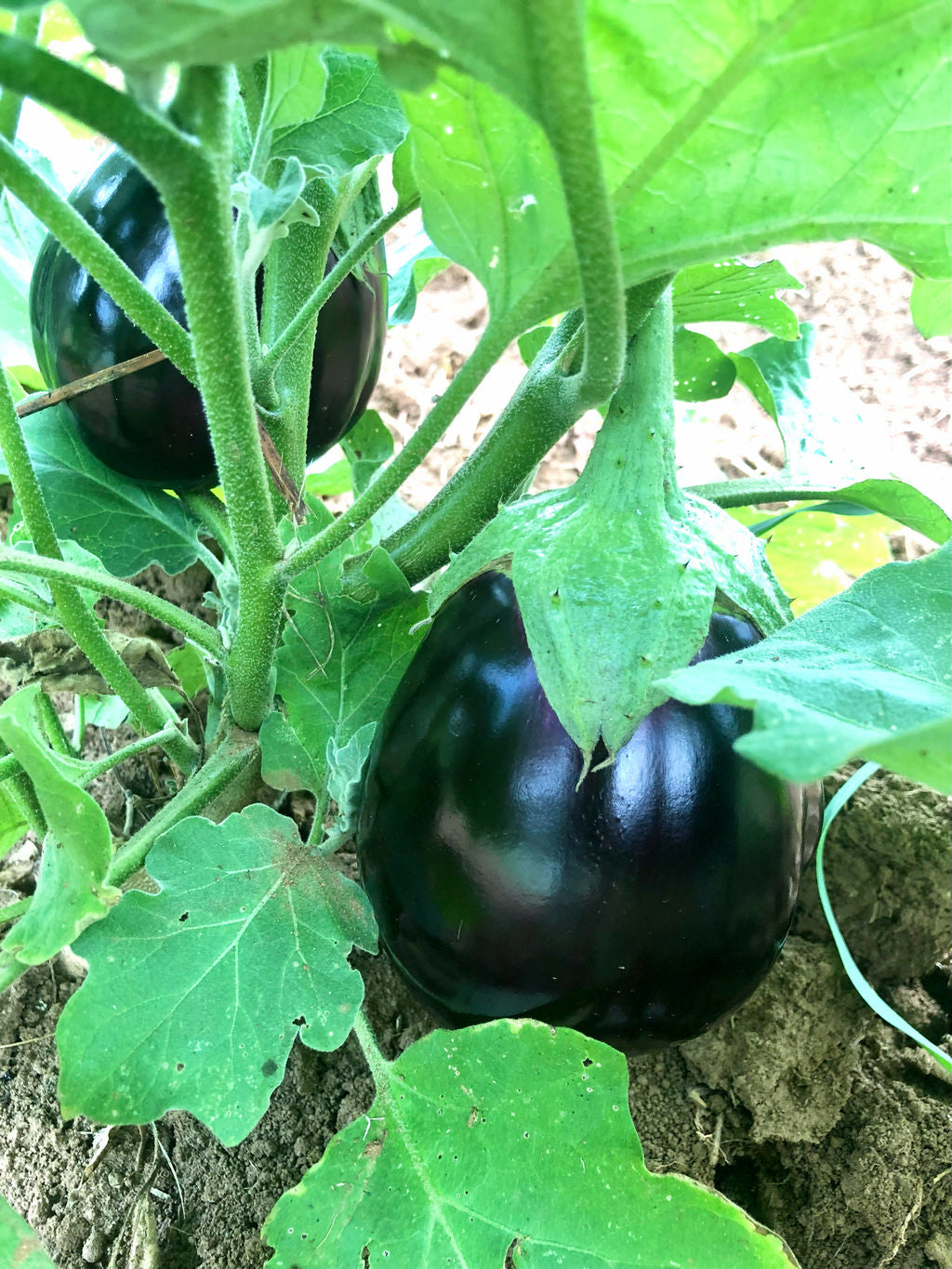 Eggplant, Florida Market
