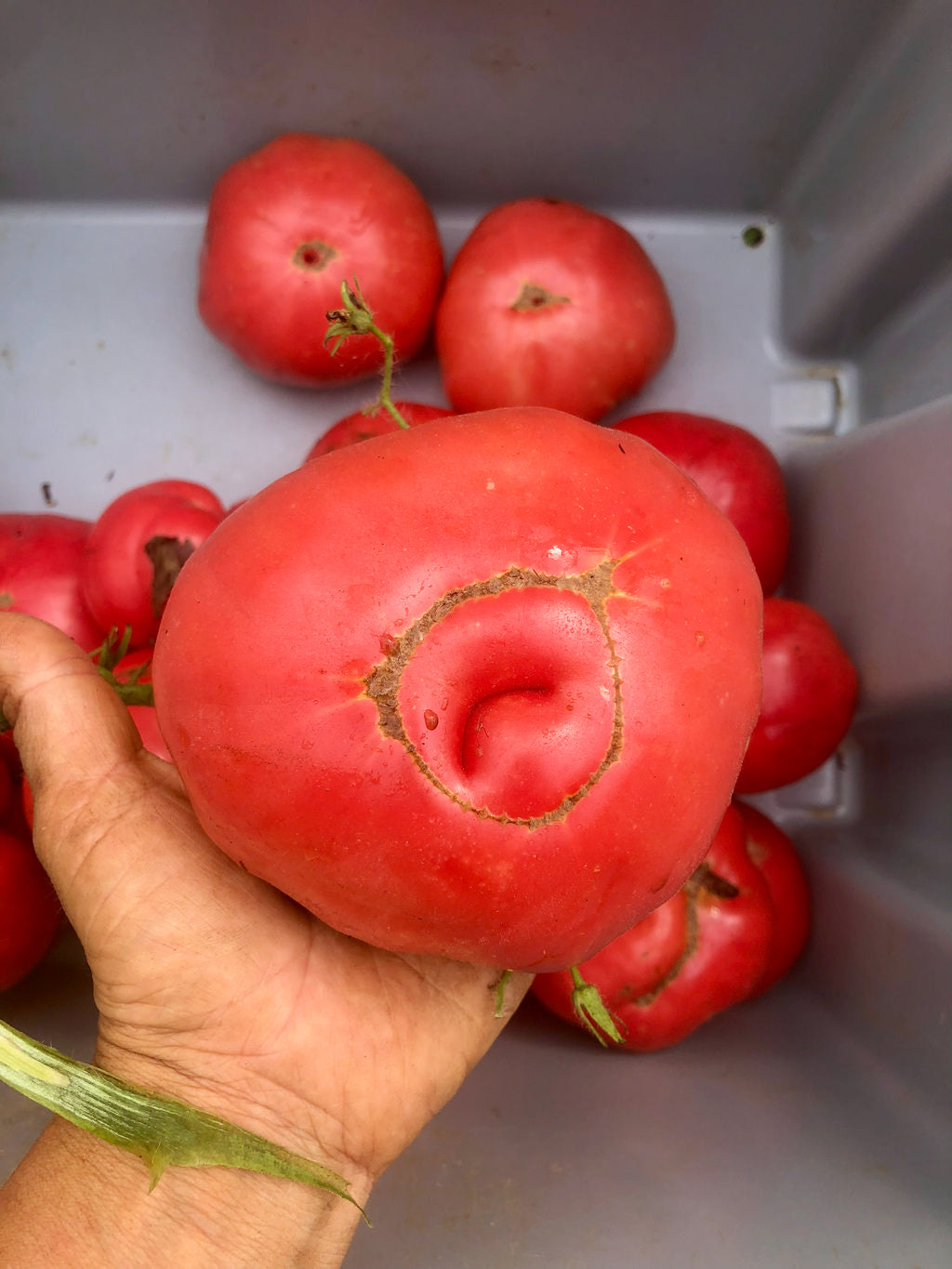 Tomato (Slicer), German Johnson