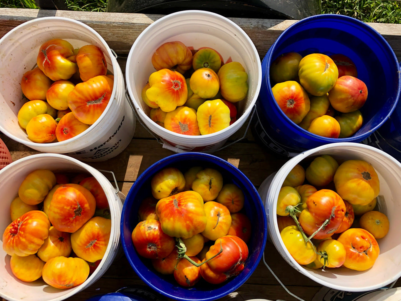 Tomato (Slicer), Hillbilly Regular Leaf