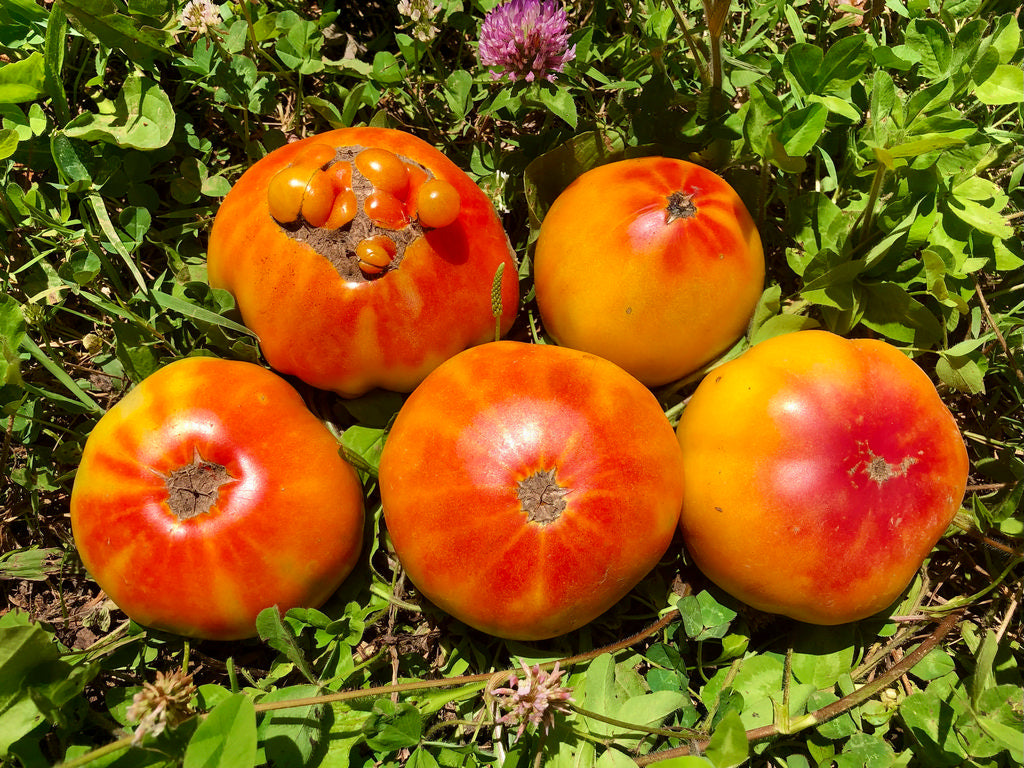 Tomato (Slicer), Hillbilly Regular Leaf