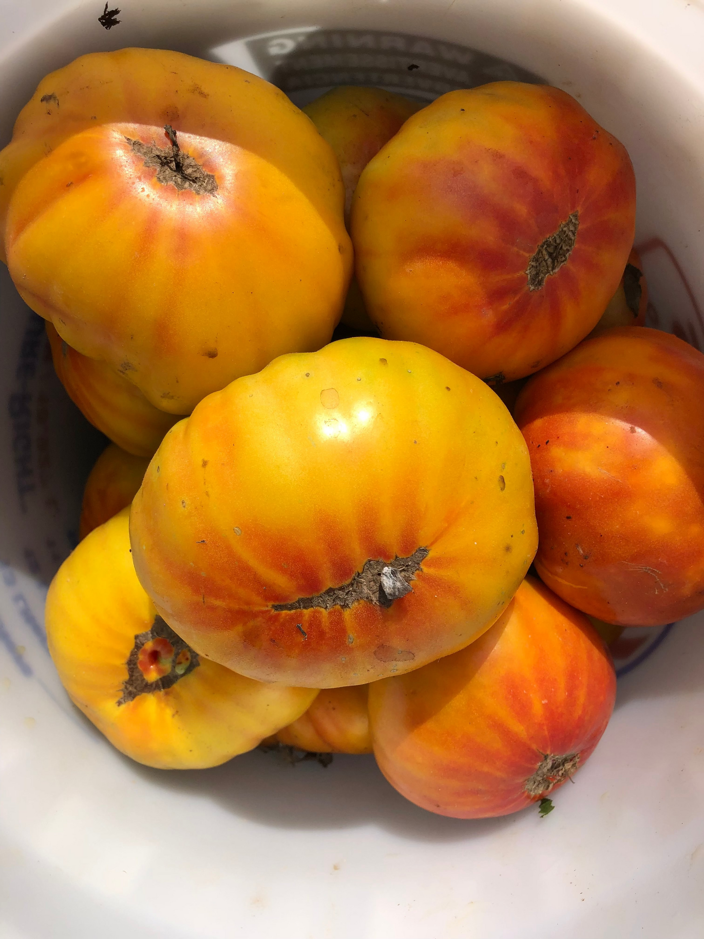 Tomato (Slicer), Hillbilly Regular Leaf