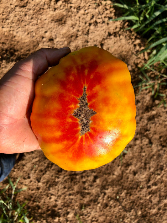 Tomato (Slicer), Hillbilly Regular Leaf