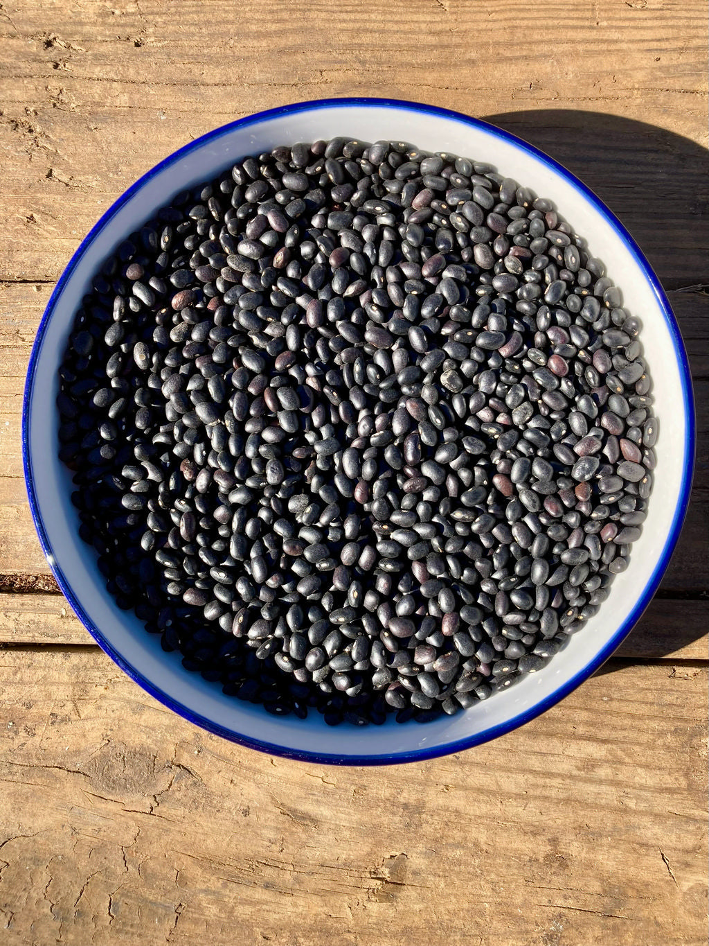 Bean (Dry Bush), Jamapa