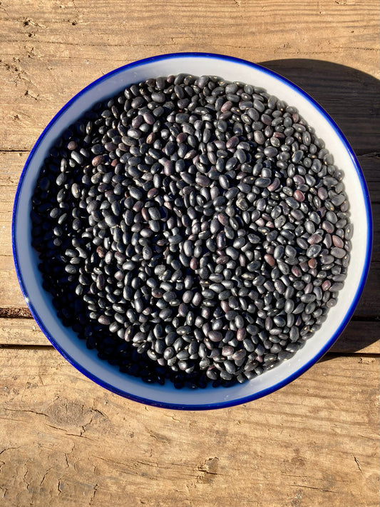 Bean (Dry Bush), Jamapa