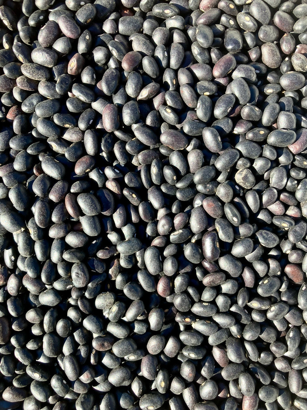 Bean (Dry Bush), Jamapa