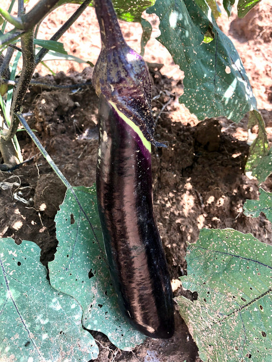 Eggplant, Kurume