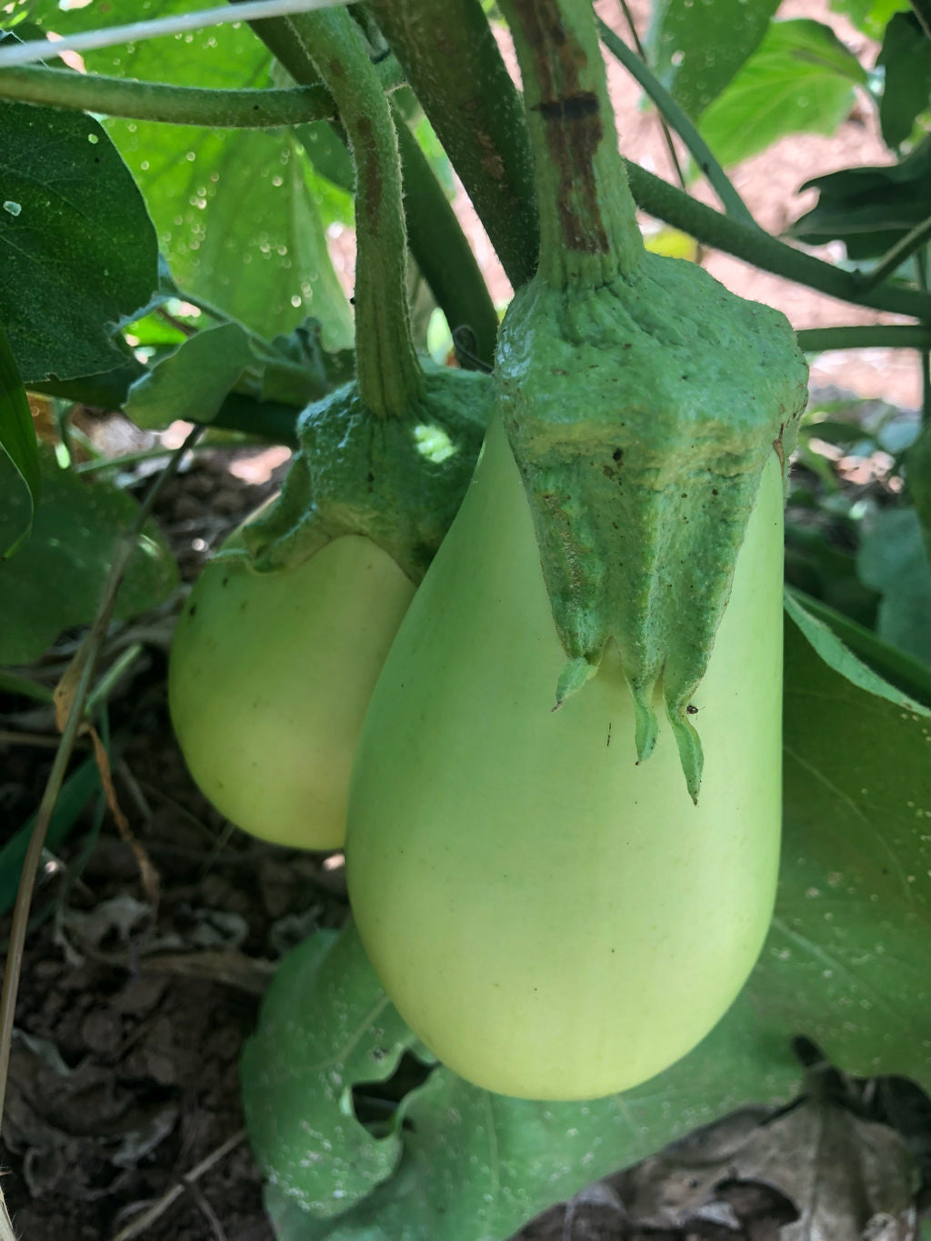Eggplant, Louisiana Oval Green