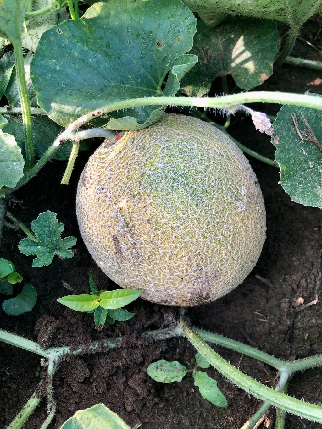 Cantaloupe, Los Mangos