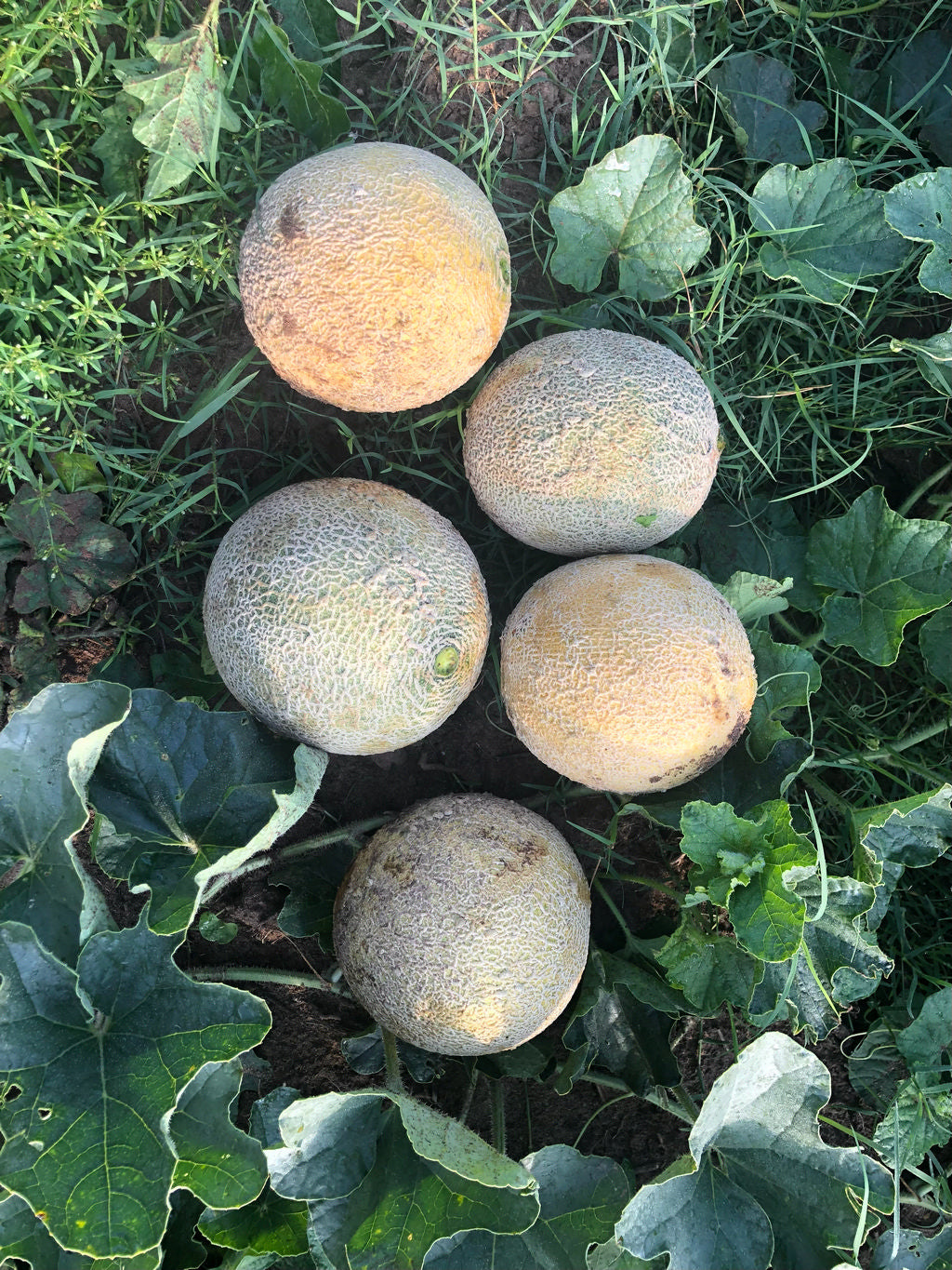 Cantaloupe, Los Mangos