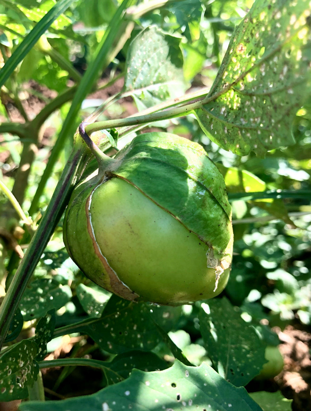 Tomatillo, Manzano