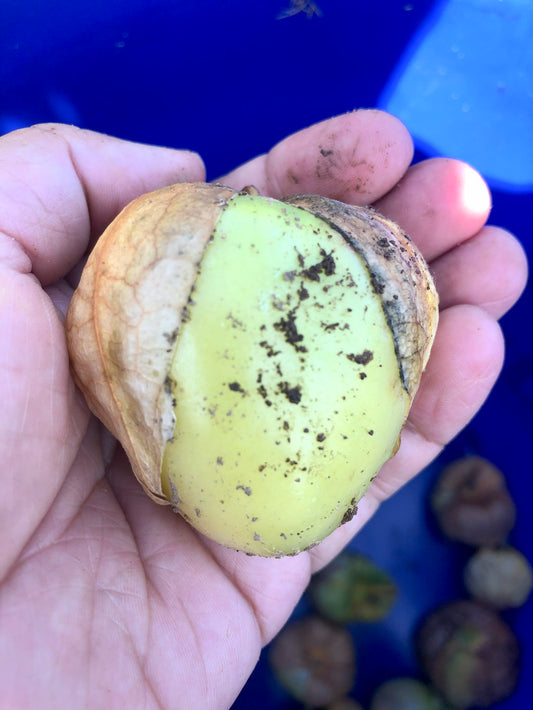 Tomatillo, Manzano