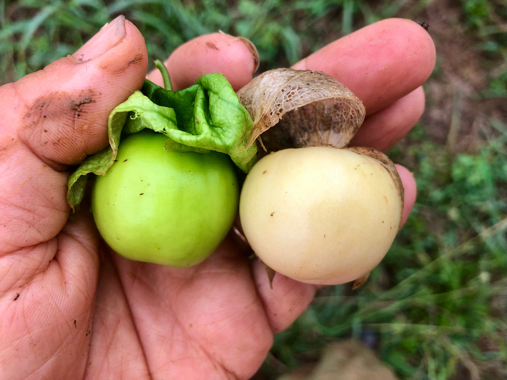 Tomatillo, Manzano