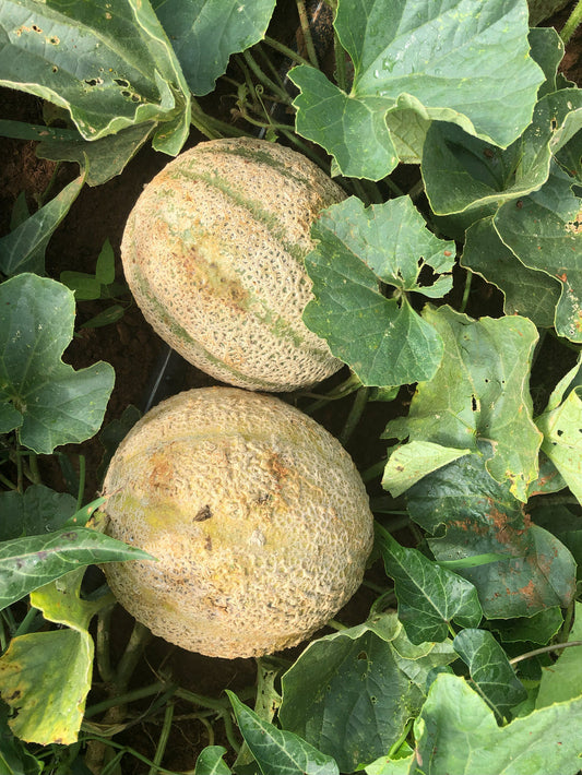 Cantaloupe, Margie’s Melon