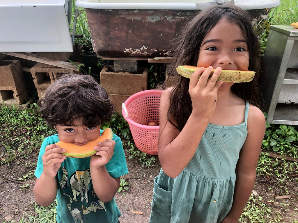 Cantaloupe, Margie’s Melon