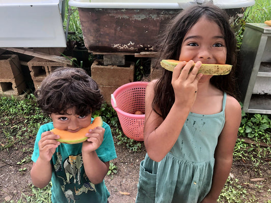 Cantaloupe, Margie’s Melon