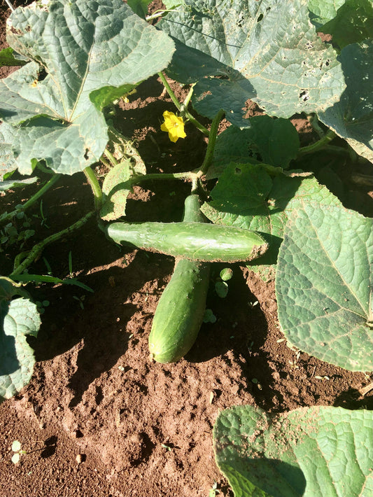 Cucumber, Natsu Fushinari