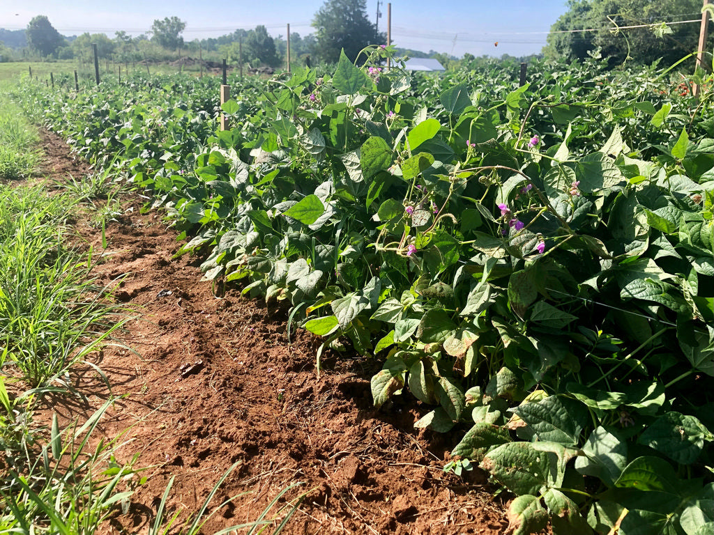 Bean (Dry Bush), Nayarit