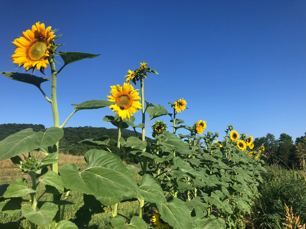 Sunflower, Oaxaca