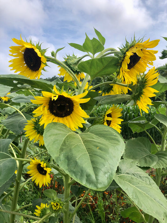 Sunflower, Oaxaca