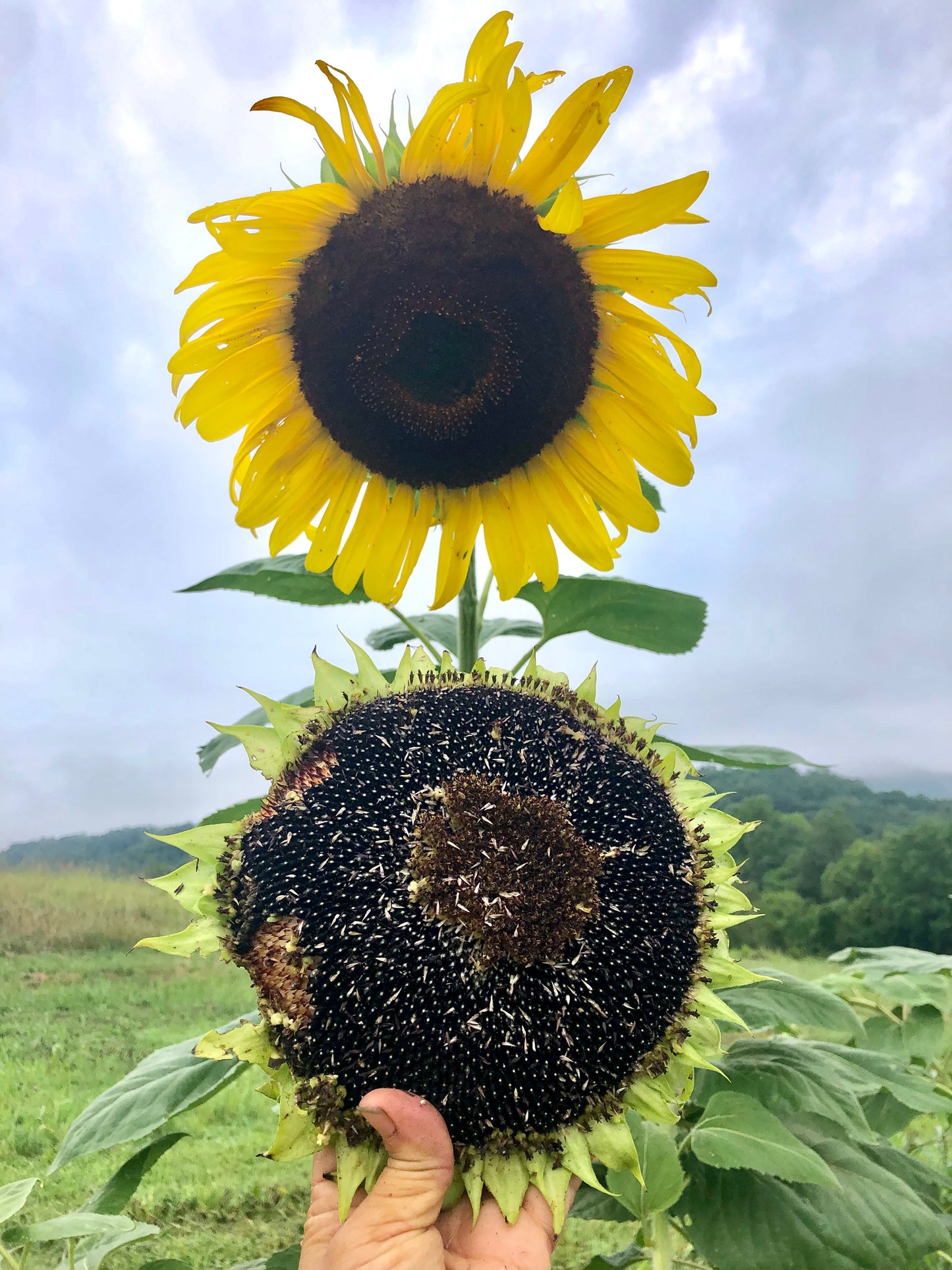 Sunflower, Oaxaca