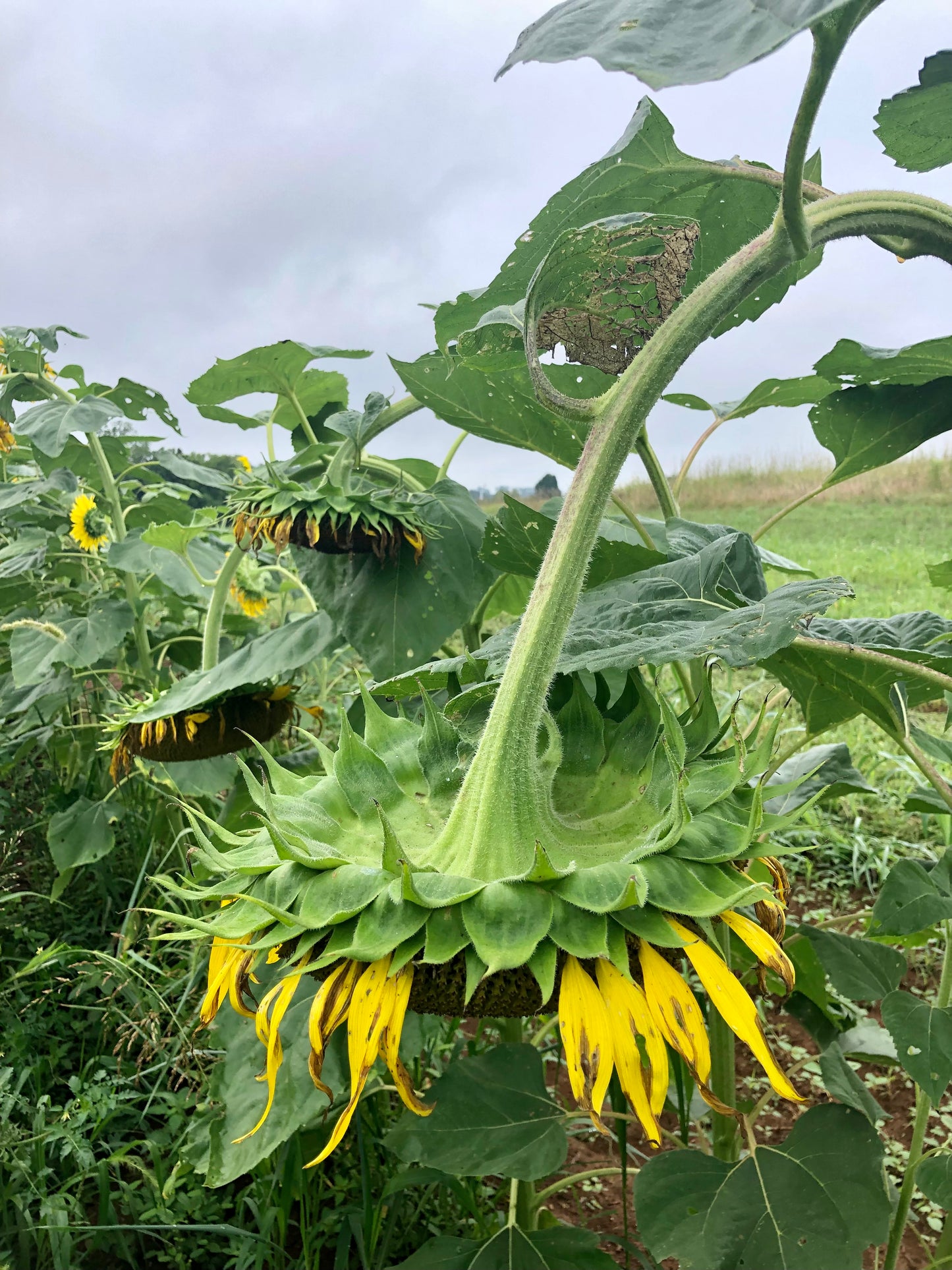 Sunflower, Oaxaca