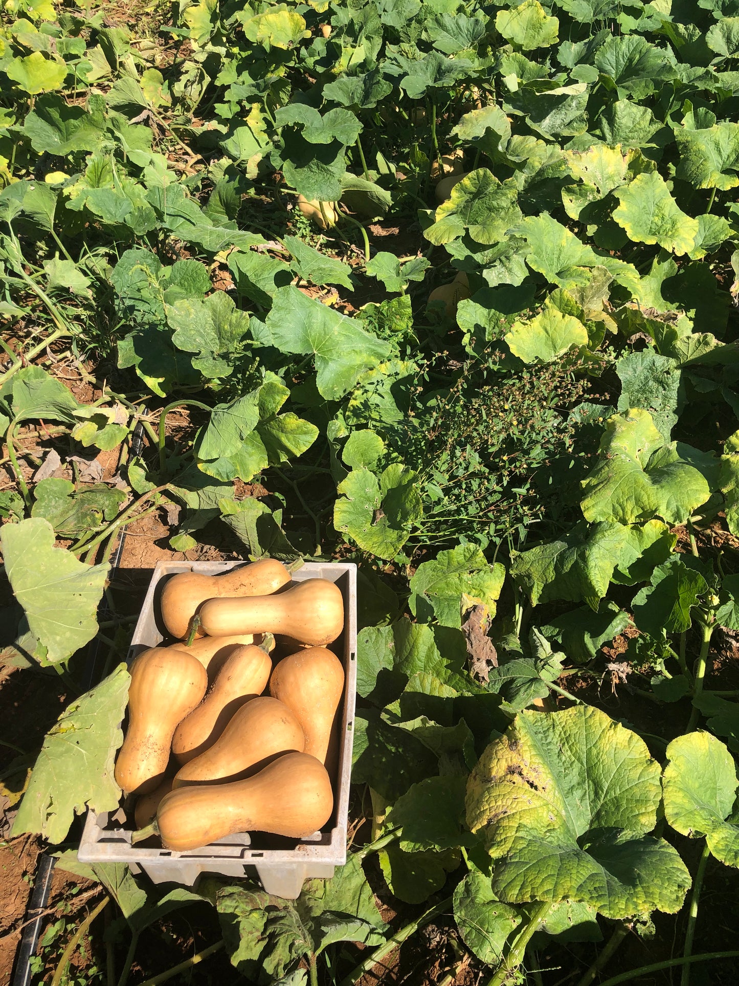 Winter Squash, Ofelia Butternut