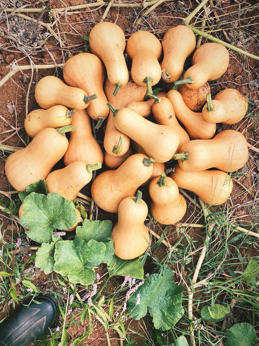 Winter Squash, Ofelia Butternut
