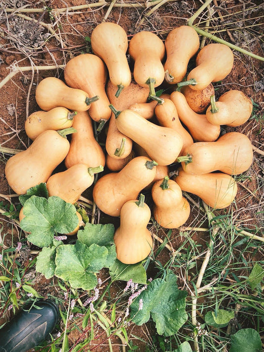 Winter Squash, Ofelia Butternut