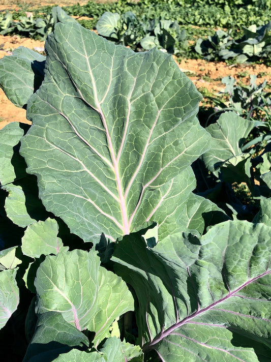 Collard Greens, Ole Timey Blue