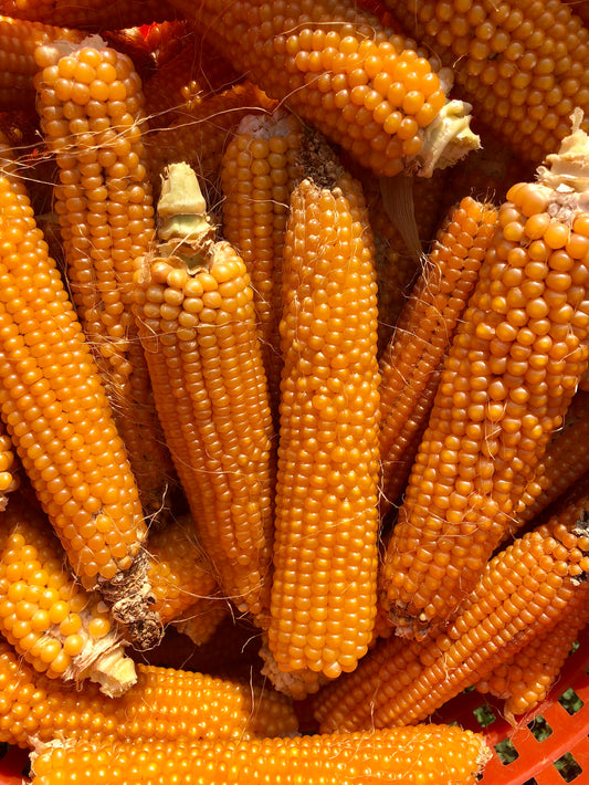 Corn (Popcorn), Palomero Yellow