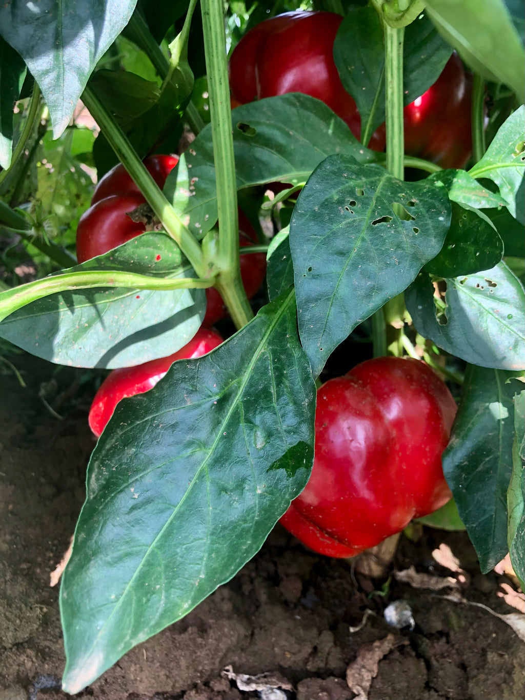 Pepper (Sweet), Peace Bell