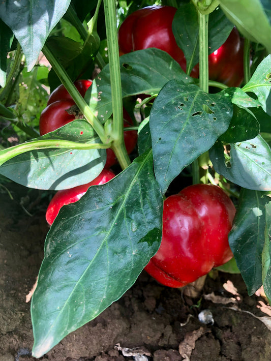 Pepper (Sweet), Peace Bell