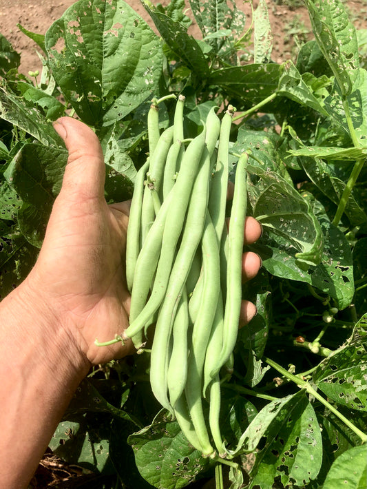 Bean (Green Bush), Provider