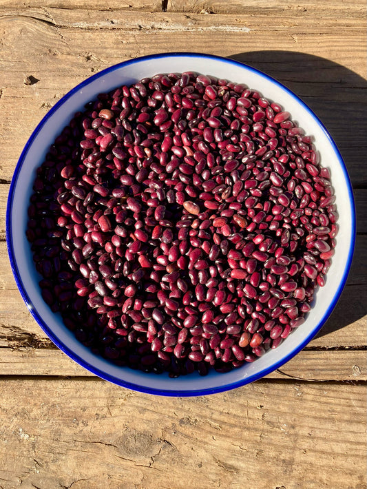 Bean (Dry Bush), Rojo Chiquito