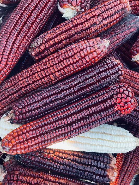 Corn (Dent), San Andres Rojo