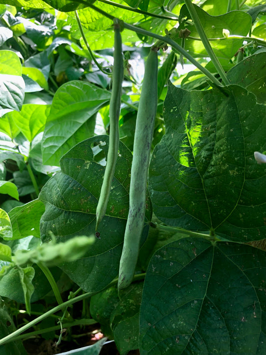 Bean (Green Pole), Selma Zesta