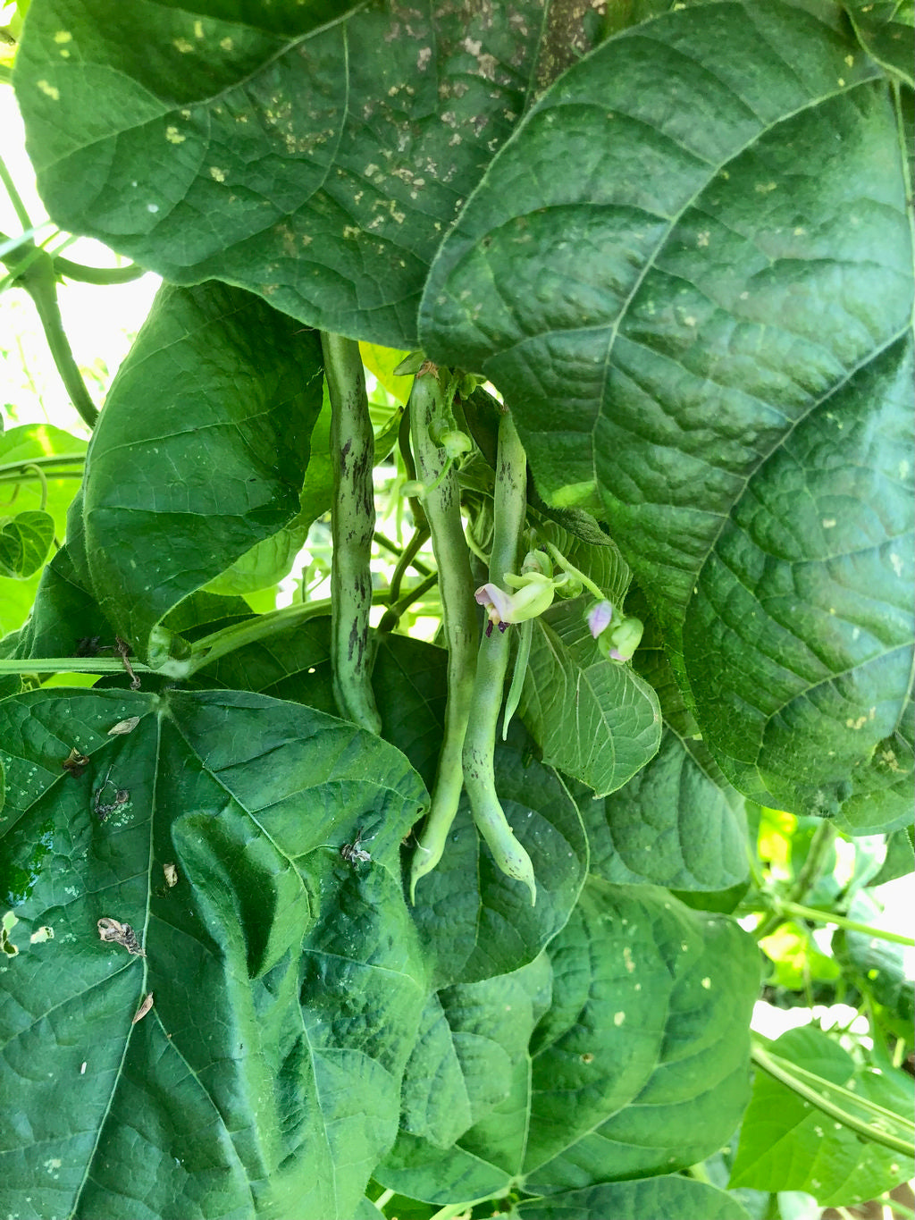 Bean (Green Pole), Selma Zesta