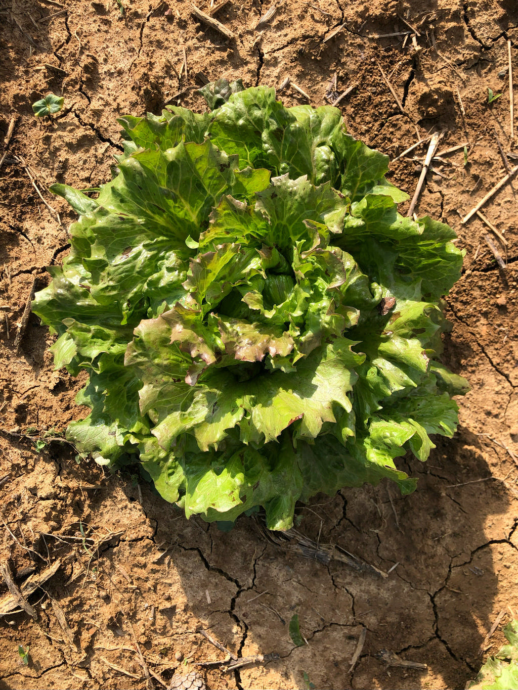 Lettuce, Sierra Summercrisp