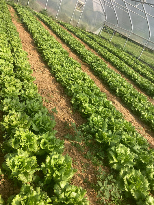 Lettuce, Sierra Summercrisp