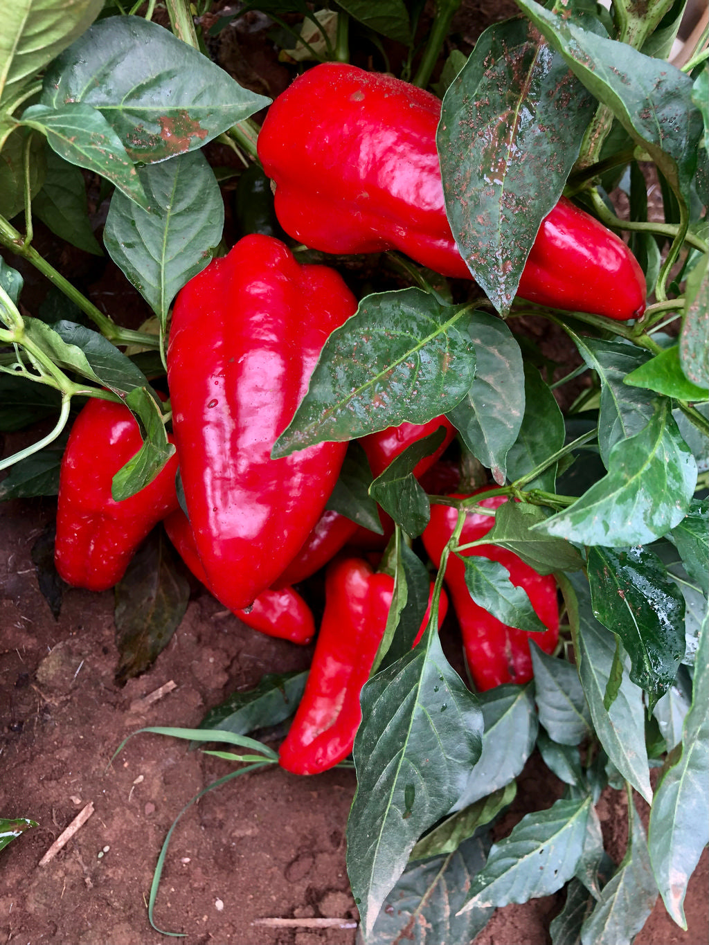 Pepper (Sweet), Super Shepherd Italian Red Pepper
