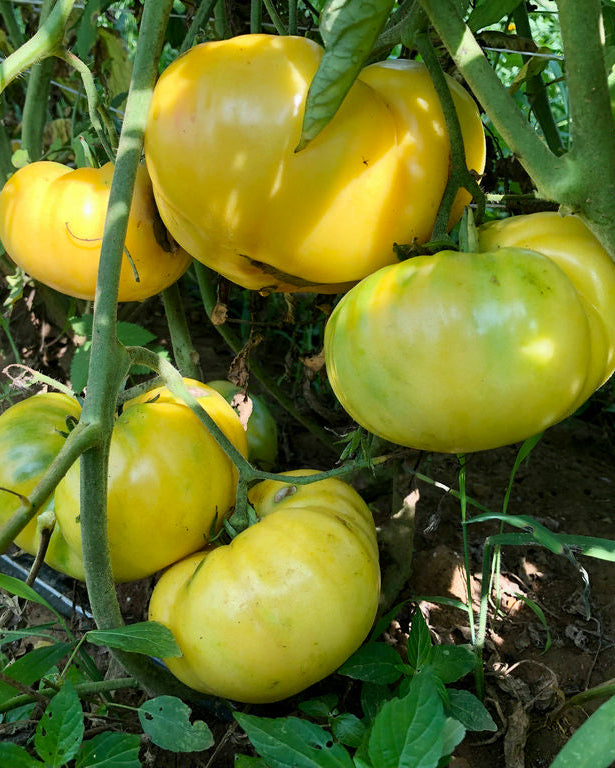 Tomato (Slicer), TC Jones