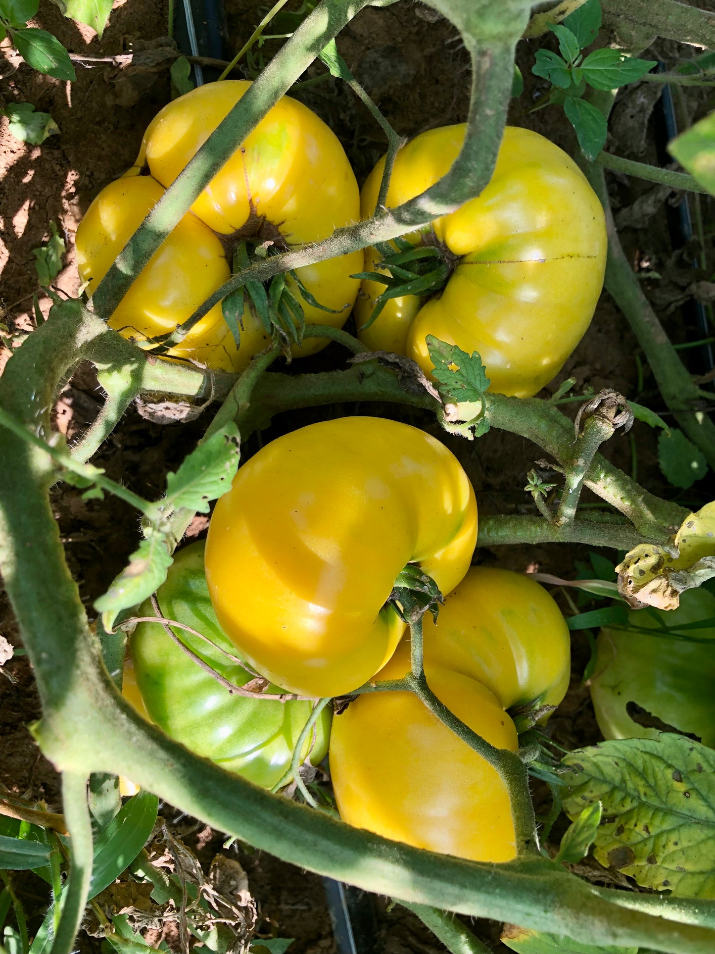 Tomato (Slicer), TC Jones