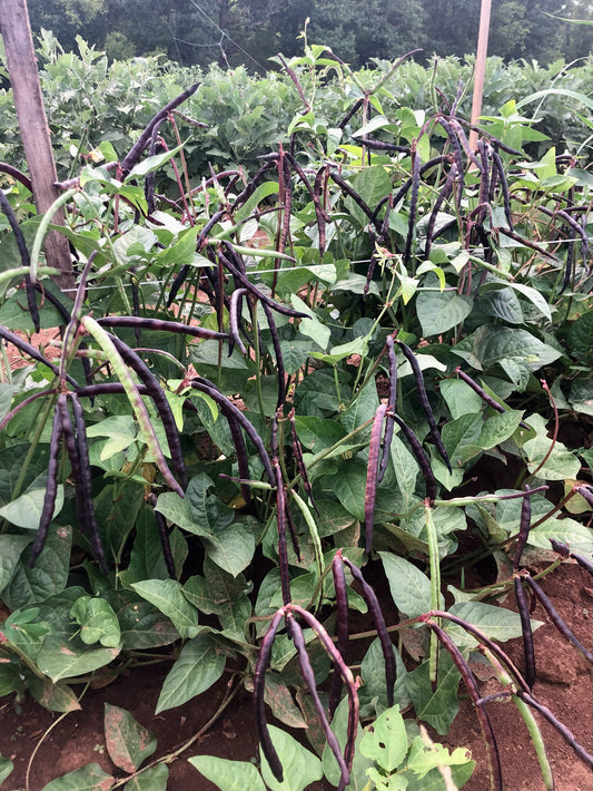 African Pea/Southern Pea, TWC Purple Hulls