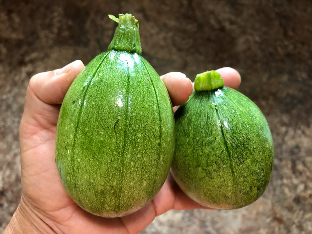 Summer Squash, Tatume