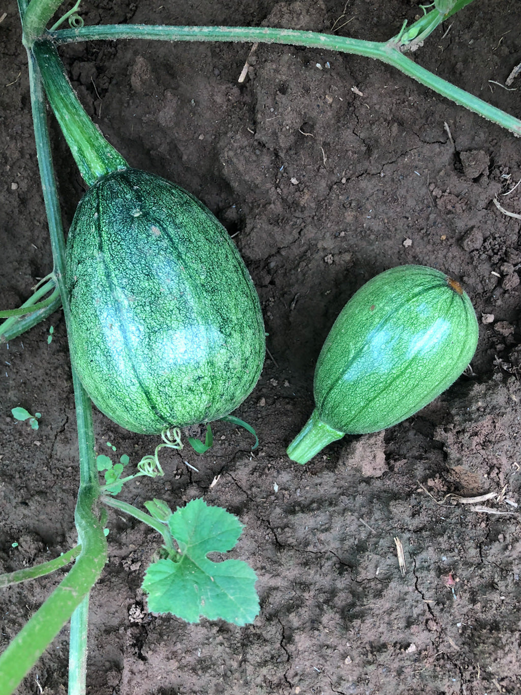 Summer Squash, Tatume