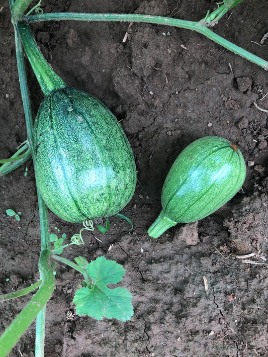 Summer Squash, Tatume