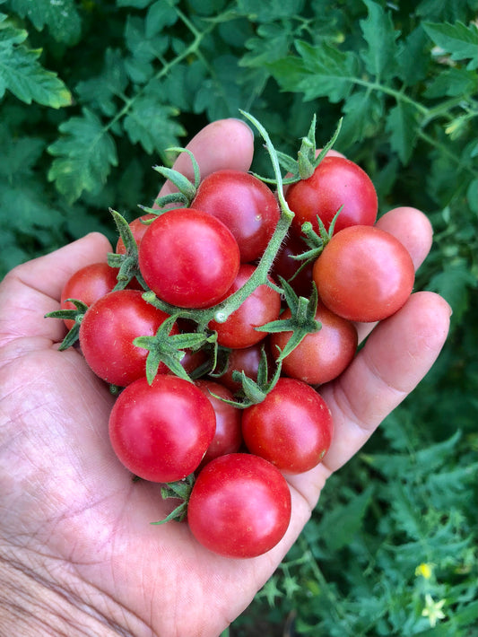Tomato (Cherry), Tomate Chiquito Dark Pink