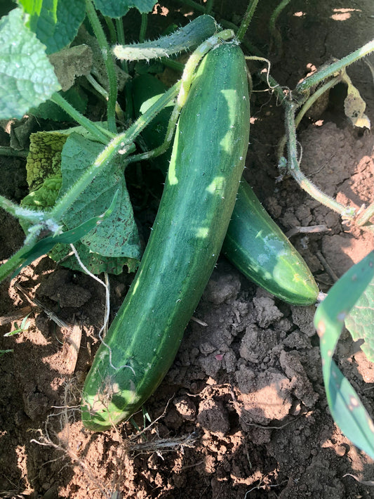 Cucumber, Tu Pien Chiao San Chi