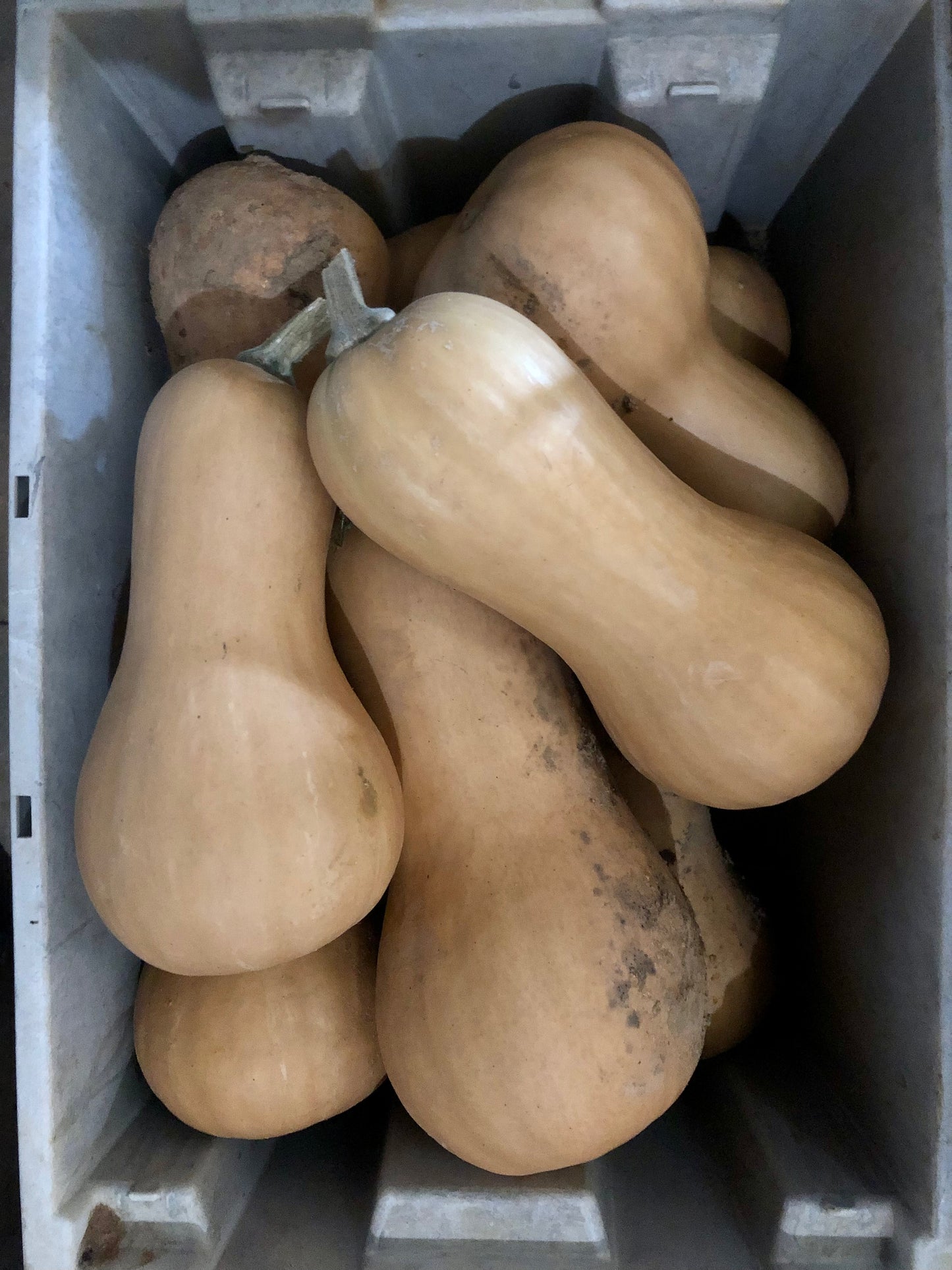 Winter Squash, Xiye Butternut Squash Gene Pool