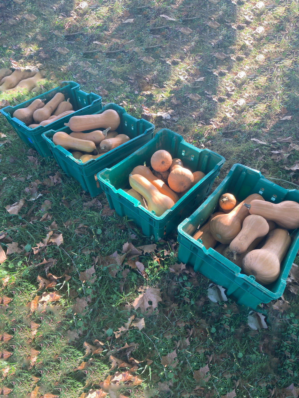 Winter Squash, Xiye Butternut Squash Gene Pool